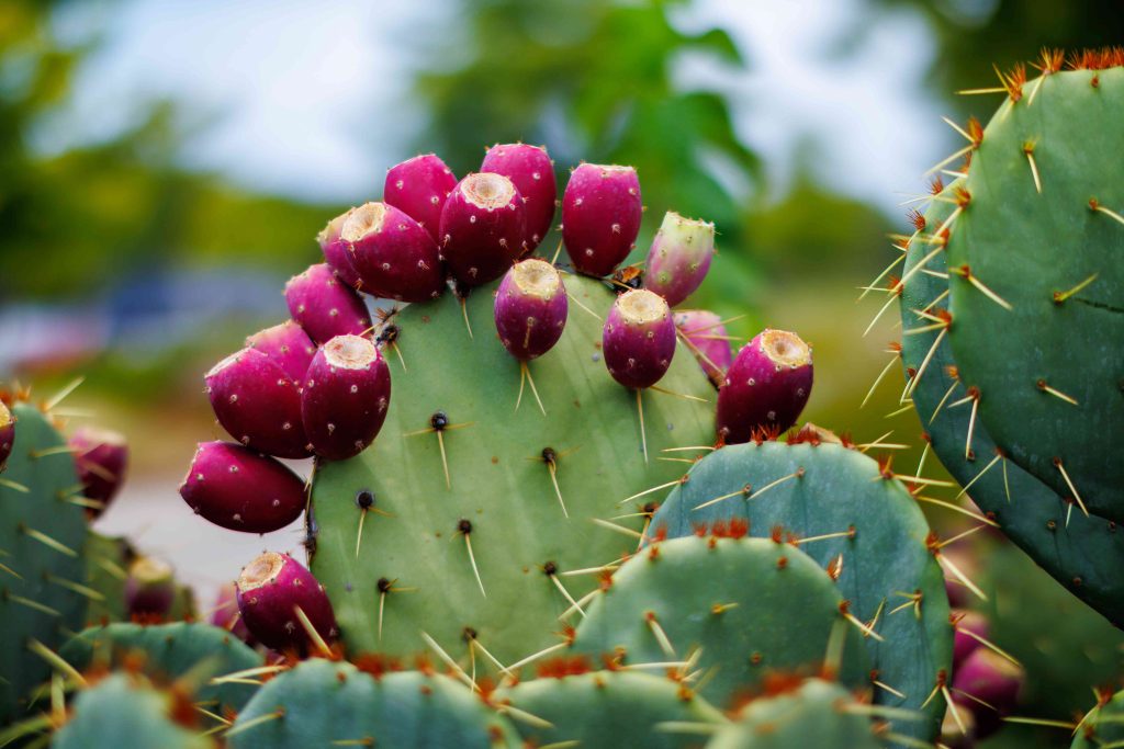 Cactus Nutrition Information: Boost Your Health.