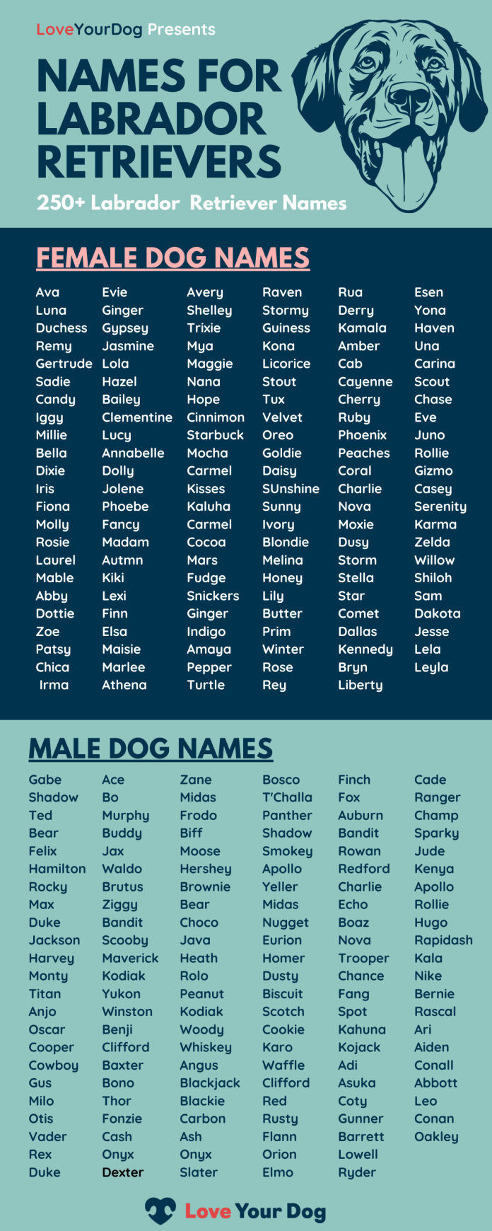 Chocolate Lab Names Males