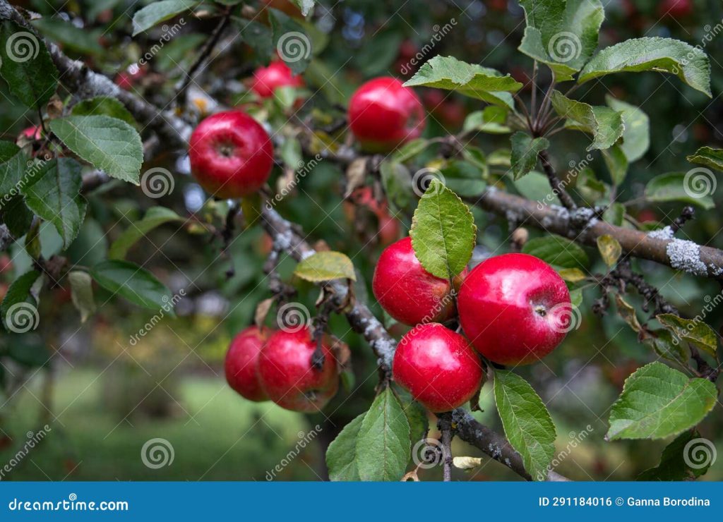 Picture of Apple Tree With Fruits : Captivating Snapshot of Fruitful Apple Tree