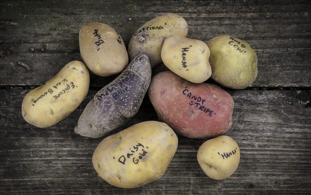 Potato Fruit Plant : Growing Tips & Harvesting Advice