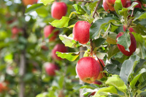 Picture of Apple Tree With Fruits : Captivating Snapshot of Fruitful Apple Tree